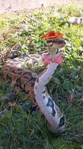 Snakes In Hats Cute Reptiles Snakes With Hats Pet Snake