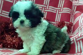 Shih Tzu Puppy For Sale Near Baltimore Maryland 5eb08a30 A141 Shih Tzu Puppy Shih Tzu Puppies
