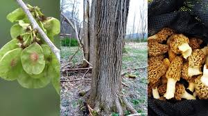 Here is a guide for those who love to hunt morels and hike in spring in the woods. Morel Mushroom Hunting Guide 2021 How To Find Morels Slippery Elm Trees Tips Secrets Youtube