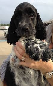Our Newest Addition Coming All The Way From Prague Czech Republic European English Sp Springer Spaniel Puppies Spaniel Breeds English Springer Spaniel Puppy