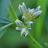 Image result for Limeum sulcatum