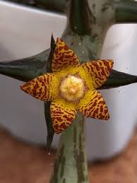 Image result for Orbea schweinfurthii