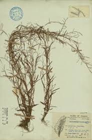Image result for Schizachyrium brevifolium
