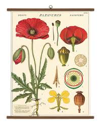 Vintage Botany School Chart Botanical Drawings Botany Illustration Botanical Illustration