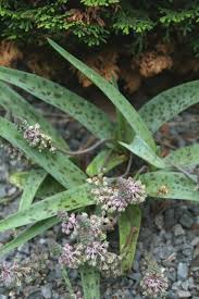 Image result for Ledebouria