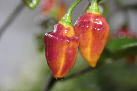 Denne meget hete chili er en krysning mellom yellow bumpy og bolivian rainbow. Chilisaison 2017 Zwischenstand B