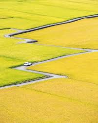 196 次赞 0 条评论 taiwan1 台灣 taiwan taiwan1 在instagram 发布 台中taichung 充滿了稻香的季節 整個忘憂谷放眼望去只有療癒可以形容 想去的朋友記得先查查收割情況喔 taiwan travel instagram john