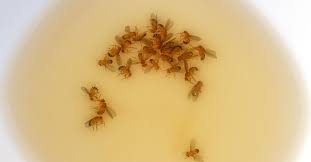 How do you get rid of them naturally? How To Get Rid Of Drain Flies