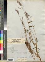 Image result for Panicum hochstetteri