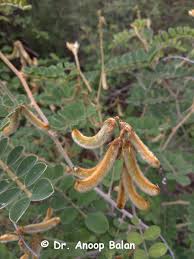 Image result for Tephrosia