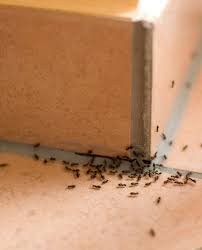 Ultrasonic pest repellers keep vermin and bugs away without the hassle of traditional baits and traps. Indoor Protection Weitech Intelligent Pest Control Repulsifs A Ultrason