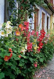 Hollyhocks The Farmer S Garden Is Considered The Epitome Of Rural Life Here Healthy Vegetables Sweet Fruits Aromat In 2020 Garten Garten Pflanzen Garten Ideen