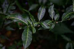 Image result for Canthium oligocarpum