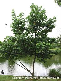 Image result for Hibiscus tiliaceus