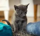 Available Russian Blue Kittens For Sale & Cats For Adoption