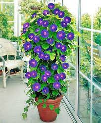 Pt Photo By Connie43 Photobucket Vasos De Flores Trepadeiras Floridas Sementes De Flores