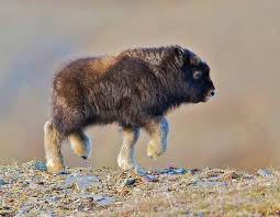 A Baby Bison Natureisfuckinglit Baby Animals Cute Baby Animals Buffalo Animal