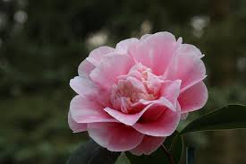 Pin Di Camellias Sasanqua And Japonica And Species