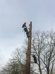 After almost 25 years, we still hold strong to our original commitment to excellence to provide our customers with quality tree care services. Skyline Tree Surgery Bark Profile And Reviews