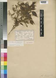 Image result for Searsia dentata