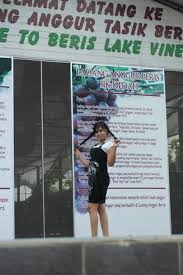 Ladang anggur tasik beris : Ladang Anggur Tasik Beris Picture Of Beris Lake Vineyard Sik Tripadvisor