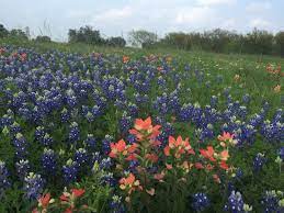 Indian paintbrush is an attractive member of the parasitic broomrape family (orobancaceae). 5 Facts About Indian Paintbrush Explore Texas