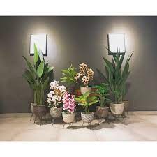 2,938 likes · 129 talking about this. Ready Stock Pasu Bunga Hiasan Rotan Rattan Bakul Kaki Besi Artificial Plant Pot Hot Pasu Pokok Hiasan Shopee Malaysia