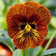 Pin On Flower Garden