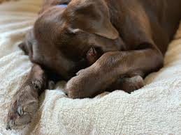 Check spelling or type a new query. Home Brookline Labrador Retriever Rescue Brookline Labrador Retriever Rescue