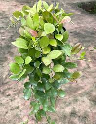 Image result for Hyparrhenia collina