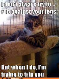Pin By Margie Thomas On Animals Cute Animals Cat Memes Cats