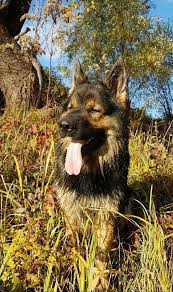 deckruden altdeutsche schaferhunde von gignat fairytale schaferhunde altdeutscher schaferhund hunde