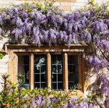 Long, trailing vines for baskets. 20 Best Flowering Vines 2021 Beautiful Wall Climbing Plants