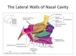 Anatomy Of Nose And Paranasal Sinus 15 728 Jpg 728 546 Pearson Education Paranasal Sinuses Cavities