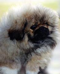 From the ancestors, these pekingese puppies are meant to be very bold, loyal, and independent. Australian Dog Breeds Gallery Dog Breeds Pedigree