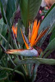 Aug 26, 2021 · 5401 bay shore road, sarasota, fl 34243, phone: Landscape Plants And Flowers For Landscaping Design In Sarasota Bradenton And Venice Florida Designed Outdoor Living