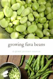 Growing Fava Beans Broad Beans Recipes Family Food Garden Broad Bean Recipes Fava Beans Recipes Healthy Fruits And Vegetables
