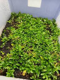 Image result for Stolzia repens