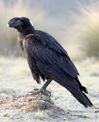 Thick-billed raven - Wikipedia