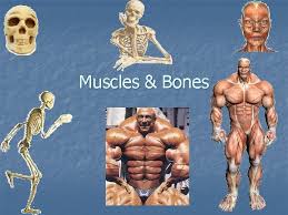 The muscle acts as the effort force; Muscles Bones Muscles N A Tissue Composed Of