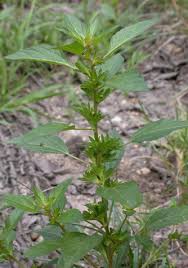 Image result for Acalypha polymorpha