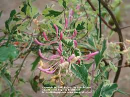 Check spelling or type a new query. Honeysuckle Lonicera Caprifolium Harlequin In The Honeysuckles Database Garden Org