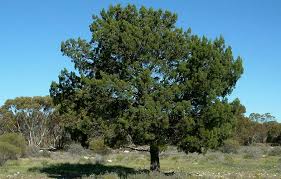 Image result for Callitris