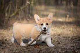 Several theories exist regarding the origin of these very old breeds, one being that they were brought to wales by the celts. Welsh Corgi Steckbrief Charakter Pflege Haltung