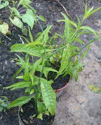Cara Bertani Senarai Pokok Herba Di Kbr Update August 2015