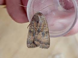 Image result for Noctua interjecta