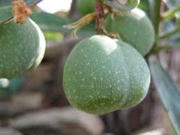 Image result for Adenia repanda