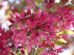 This collection, by the university of georgia department of horticulture, presents close to six dozen native trees, shrubs, and woody vines that are available in the nursery trade and are especially suitable for landscape use. Georgia Backyard Nature Trees And Shrubs