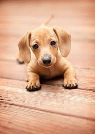 The dog is one of the two common pets in adopt me! Baby Doxie Dachshund Puppies Puppies Cute Dogs