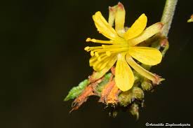 Image result for Triumfetta angolensis